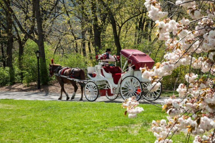 Horse and Carriage Rides Central Park - Experience Highlights