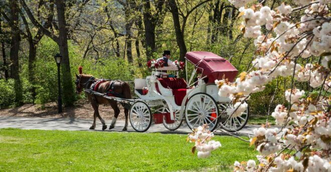 Horse and Carriage Rides Central Park - Comprehensive Tour Description