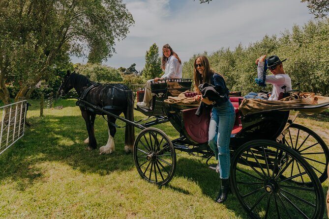 Horse and Carriage Wine Tour in Marlborough with Lunch - Exploring the Marlborough Wine Region in a Different Way
