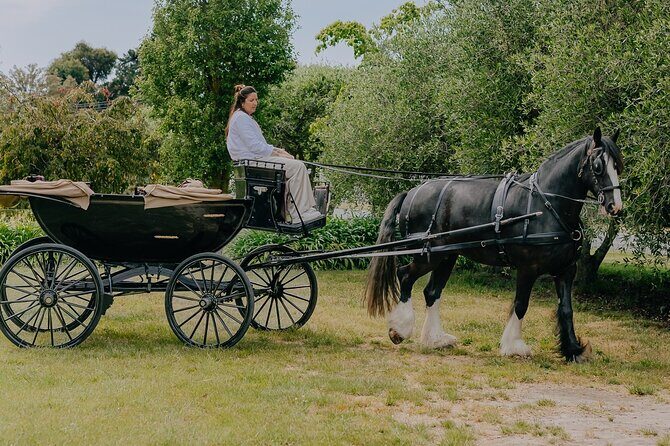 Horse and Carriage Wine Tour in Marlborough with Lunch - Final Thoughts: Is This Tour for You?