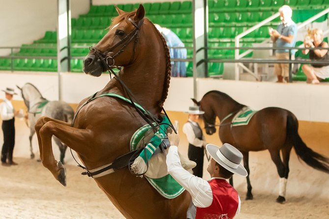Horse and Flamenco Show in Malaga - Overview of the Horse and Flamenco Show