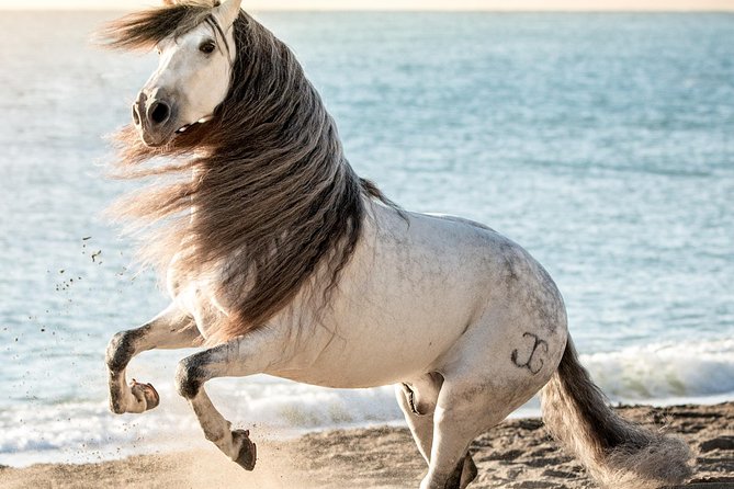 Horse and Flamenco Show in Malaga - Ticket Pricing and Booking Details