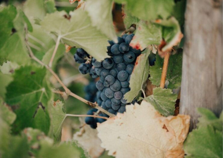 Horse Back Riding Wine Tasting in Ramatuelle - Highlights of the Activity