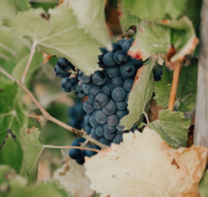 Horse Back Riding Wine Tasting in the Maures Forest - Activity Details