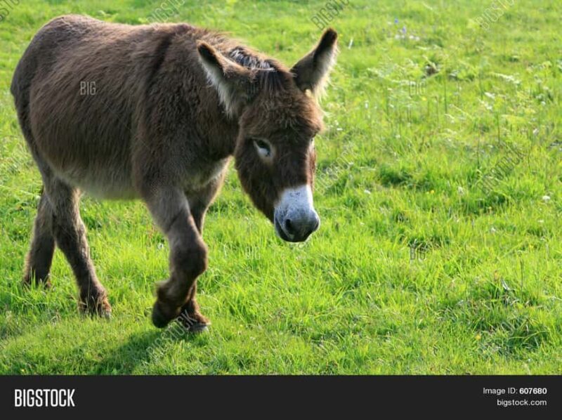 Horse, Camel, and Donkey Riding Experience at the Farm in the Antalya Region - What to Expect During the Ride and Safari