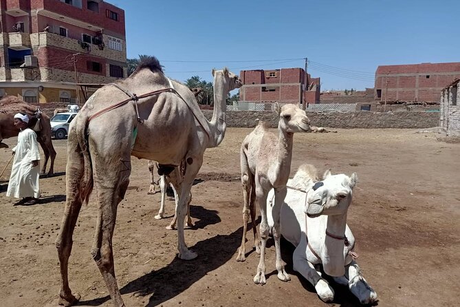 Horse Carriage Tour to Valley of the Kings and Hatshepsut Temple - Additional Tour Details