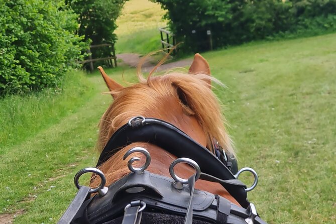 Horse Drawn Carriage Ride - Activity Details
