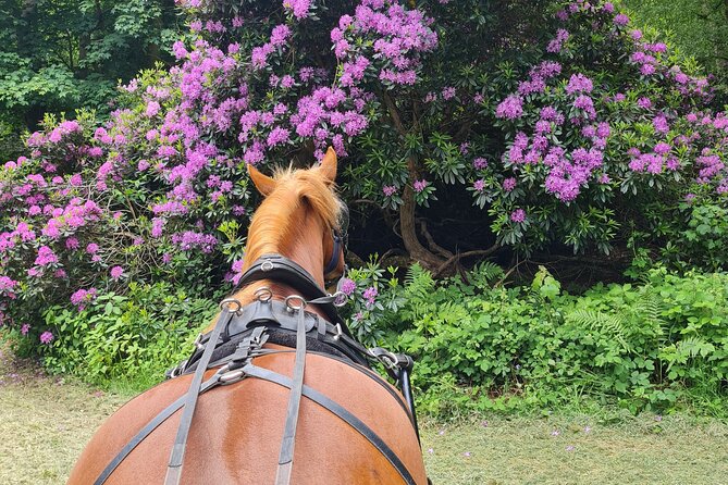 Horse Drawn Carriage Ride - Common Questions