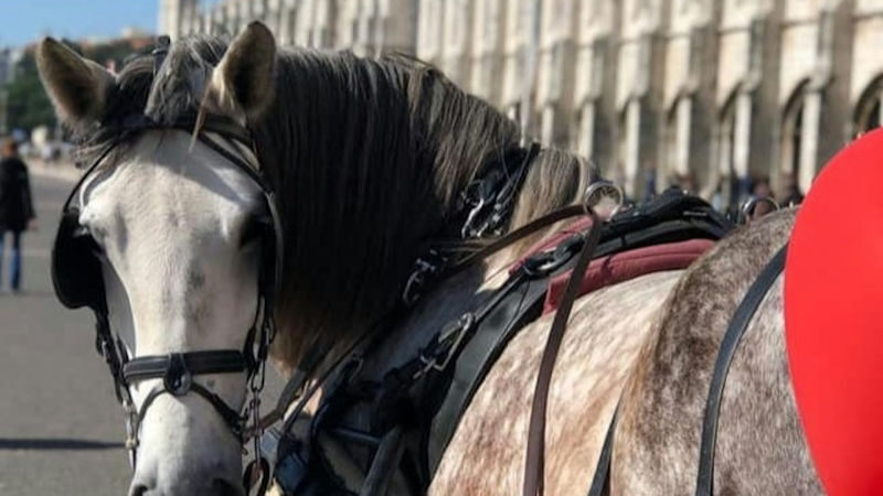 Horse-Drawn Carriage Ride Experience in Belem - Belém from the seat of a carriage