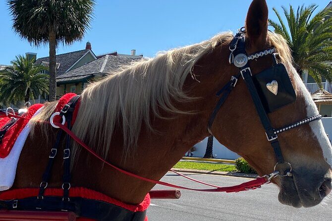 Horse-Drawn Carriage Tour of St Augustine - A Detailed Look at the Horse-Drawn Carriage Tour