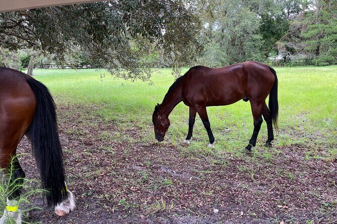 Horse-Drawn Carriage Tour of St Augustine - Frequently Asked Questions