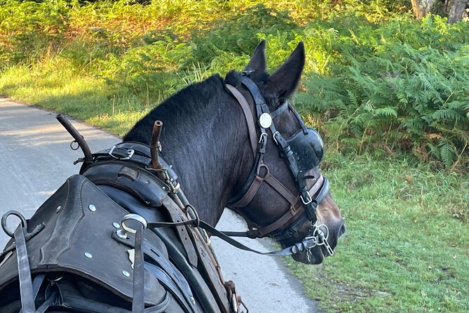 Horse-Drawn Carriage Tours in Killarney - Tour Overview