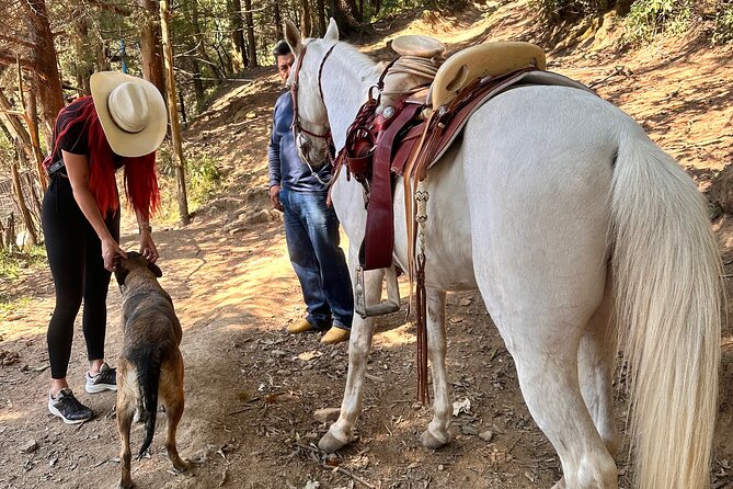 Horse Experience With My Family - Tips for a Memorable Family Horse Experience