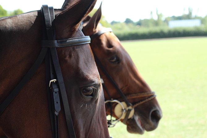 Horse & Polo in Windsor, UK - Date and Travel Information
