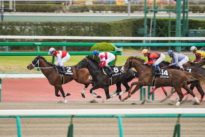 Horse Racing Tour with Local Fans in Nakayama Racecourse - Introduction
