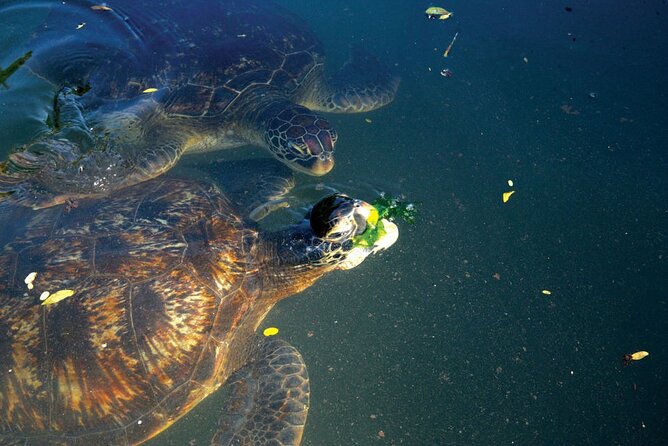 Horse Ride And Swimming With Turtles In Aquarium - Pickup Details