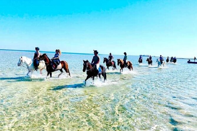 Horse Riding at Red Sea Desert and Sea From Sharm - Tour Highlights