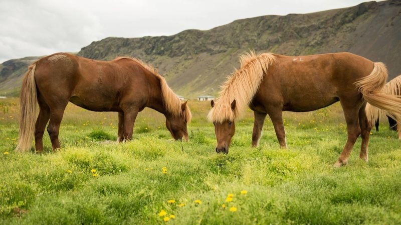 Horse riding at Reykjadalur Hot Spring Steam Valley in Hveragerdi - Who will enjoy this ride most