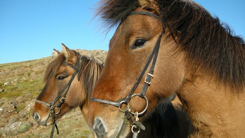 Horse riding at Reykjadalur Hot Spring Steam Valley in Hveragerdi - Practical details before you book