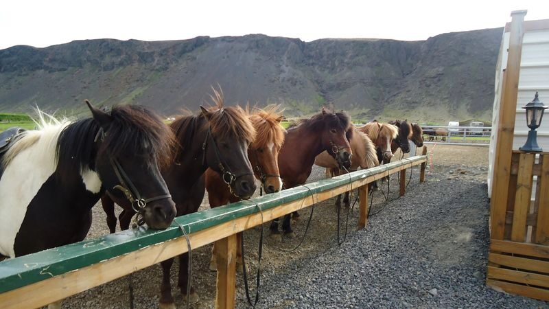 Horse riding at Reykjadalur Hot Spring Steam Valley in Hveragerdi - Should you book this Reykjadalur ride?