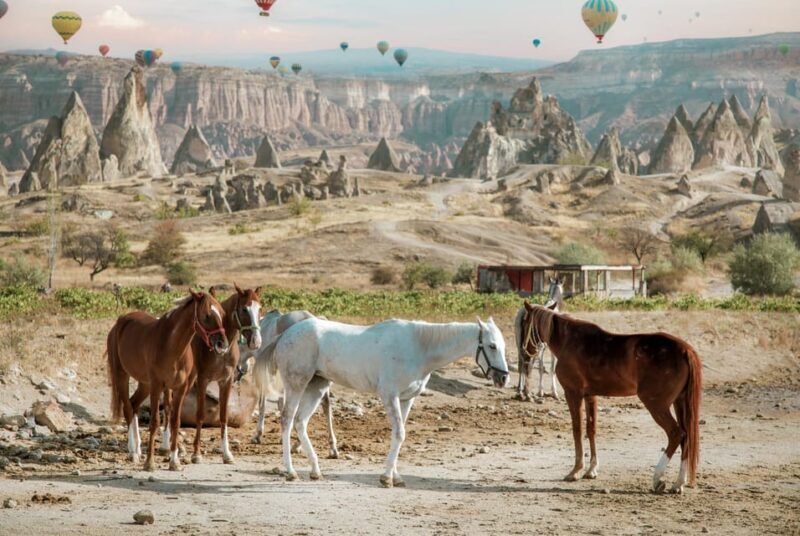 Horse Riding Cappadocia- Cappadocia Horse Farm - Authentic Insights from Reviews