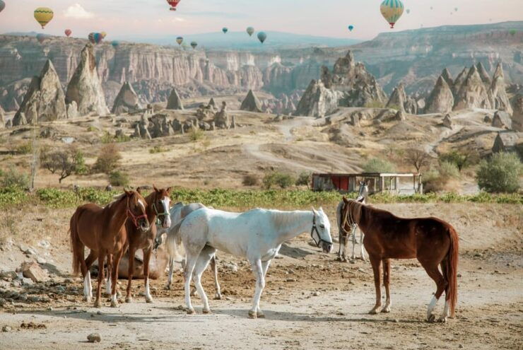 Horse Riding Cappadocia- Cappadocia Horse Farm - Itinerary and Ride Details