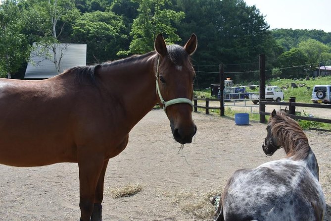Horse Riding - Essential Riding Gear
