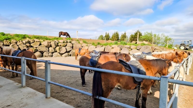 Horse riding experience at Red Lava Hills in Reykjavik - Getting suited up and meeting your horse