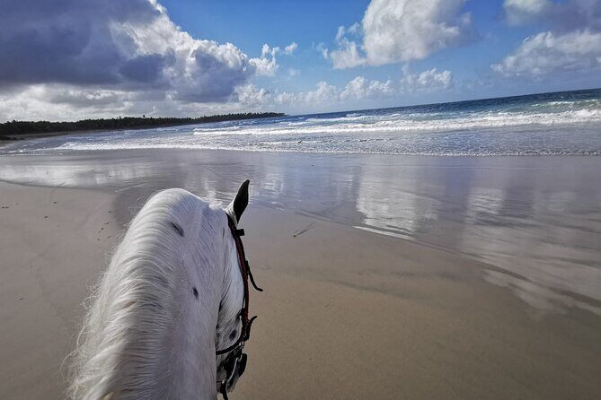 Horse Riding Experience through El Limon Beach - The Experience: Unpacking the Details of the Horseback Ride  