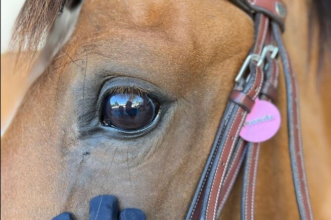 Horse Riding in Aveiro - Ílhavo - Activity Location and Duration