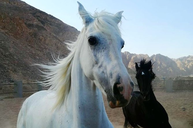 Horse Riding in Dahab - Booking Guidelines