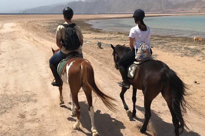Horse Riding in Dahab - Customer Reviews