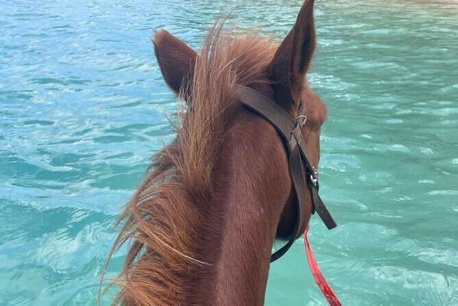 Horse Riding in Port Vila with Yumi Tours - FAQ