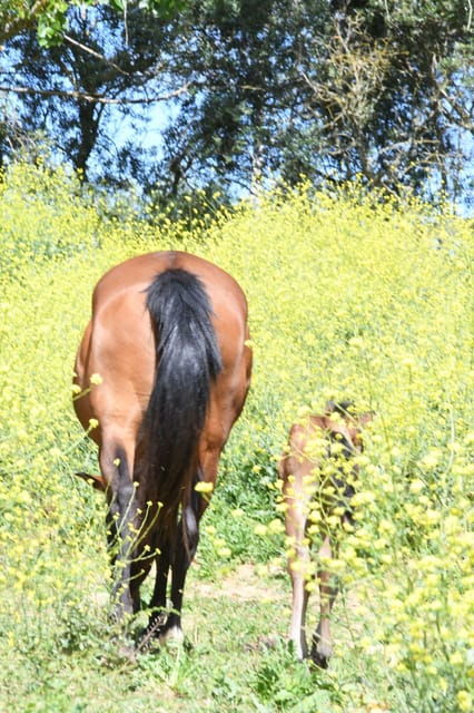 Horse Riding Lesson & Lunch & Regional Wine Tasting - Practical Details: What to Know Before Booking