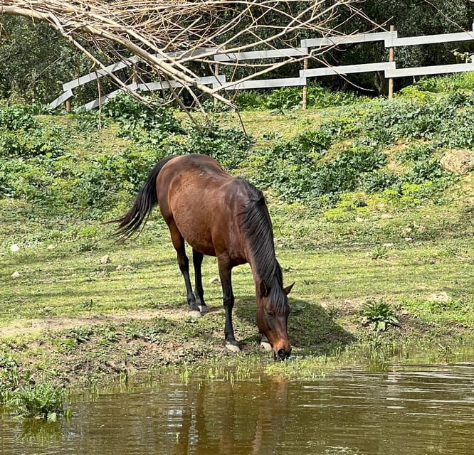 Horse Riding Lesson & Lunch & Regional Wine Tasting - FAQs