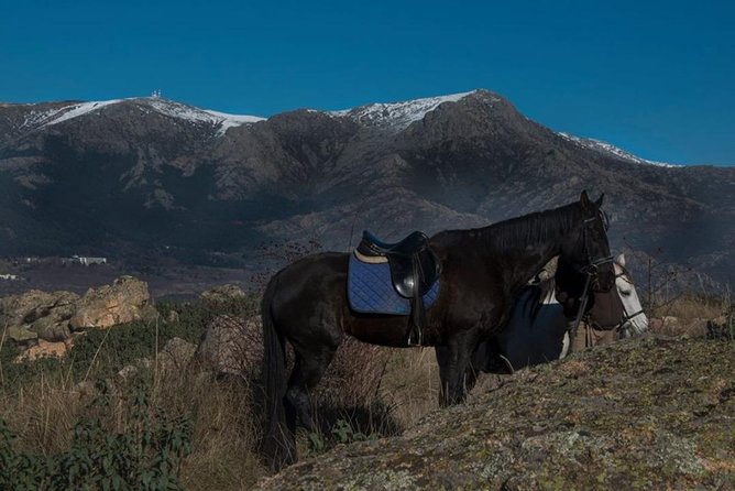 Horse Riding Madrid Natural Park (long Trip) - What to Expect