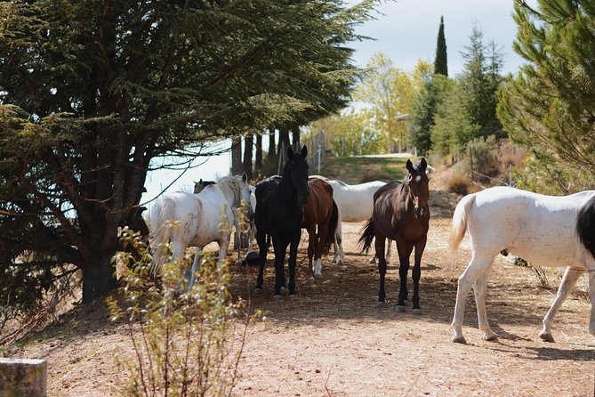 Horse Riding Madrid Natural Park (long Trip) - Booking Information