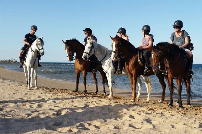 Horse Riding on the Beach From Sharm El Sheikh - Inclusions and Activity Overview