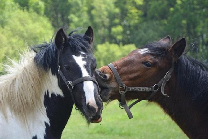 Horse Riding Small Group Near Lucca - End Point and Cancellation Policy