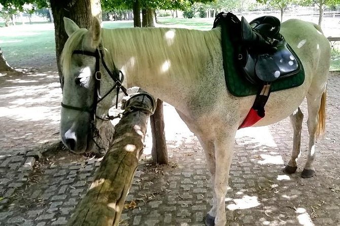 Horse Riding Small Group Near Lucca - Reviews and Ratings
