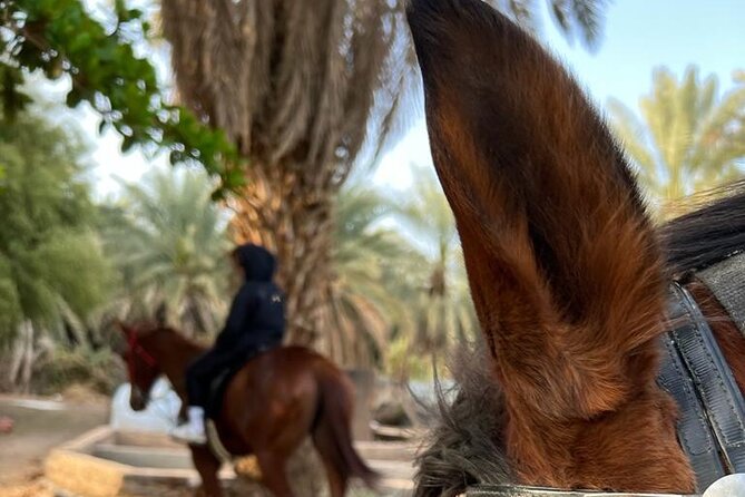 Horse Riding Through Beautiful Nature in Madinah - Cancellation Policy and Weather Conditions