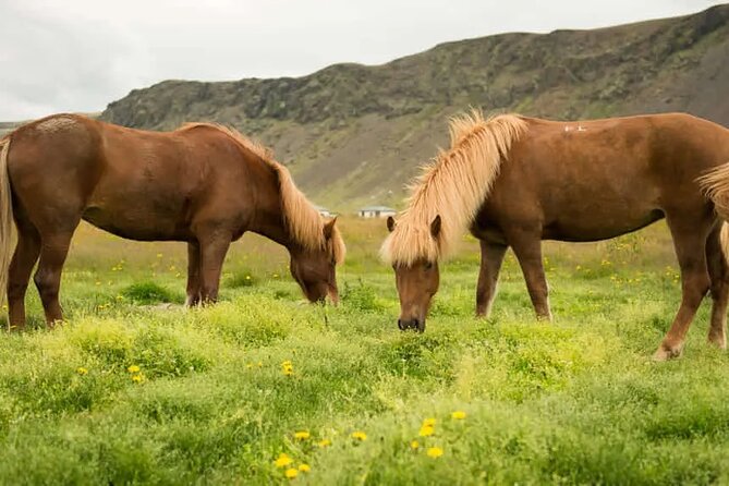 Horse Riding Tour in Reykjadalur (Smoky Valley)-All Riding Levels - Tour Overview