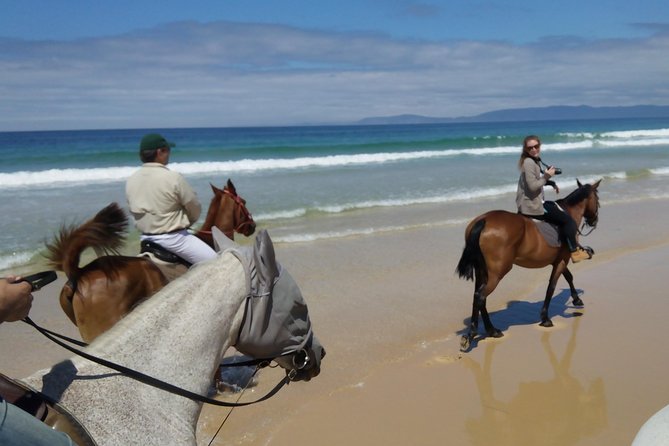 Horse Riding Tour on the Beach Lisbon Region - Pricing and Reviews