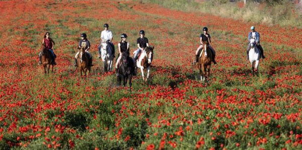 Horse Sanctuary in Rome - Additional Activities and Extras