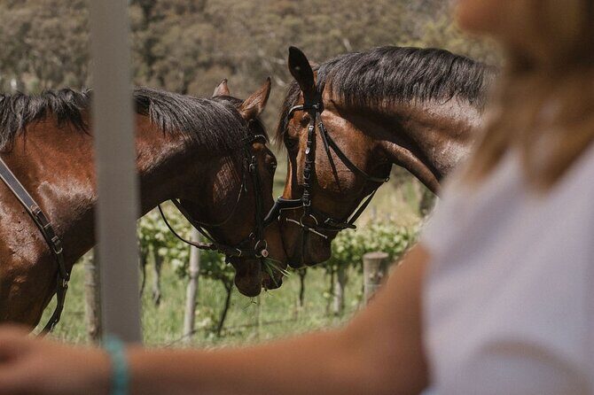 Horse Trail Ride and Wine Tasting at Adelaide Hills Winery - The Wine Tasting – An Expert-Led Experience