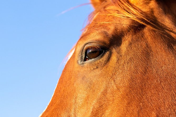 Horseback Along the Luxor West Bank - Booking and Pricing Information
