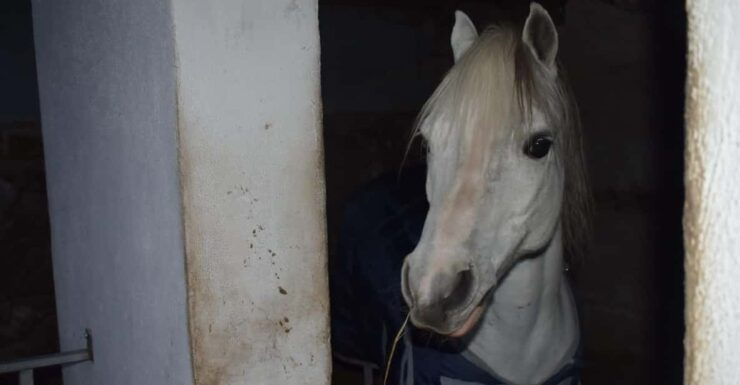 Horseback Excursion in the Maddalena Woods - Booking Your Adventure