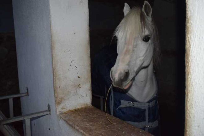 Horseback Excursion in the Maddalena Woods - Itinerary Highlights