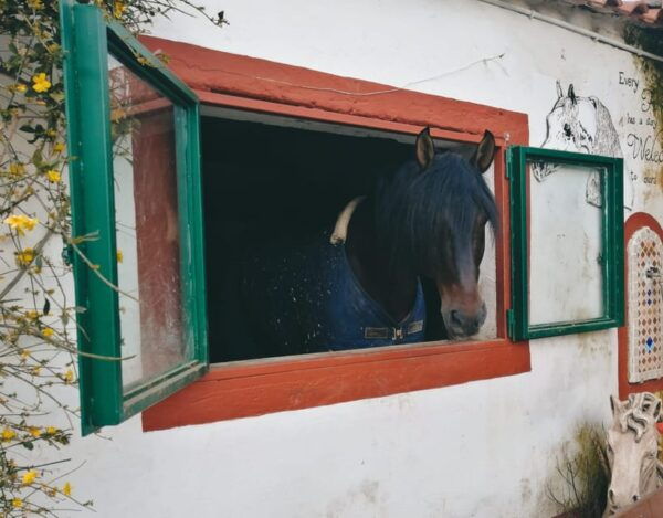 Horseback Excursion in the Maddalena Woods - Frequently Asked Questions