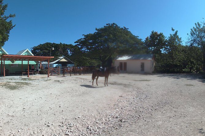 Horseback ride n Swim - Scenic Trail and Ocean Ride: The Highlights  